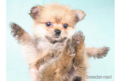 成約済の東京都のミックス犬-187136の3枚目